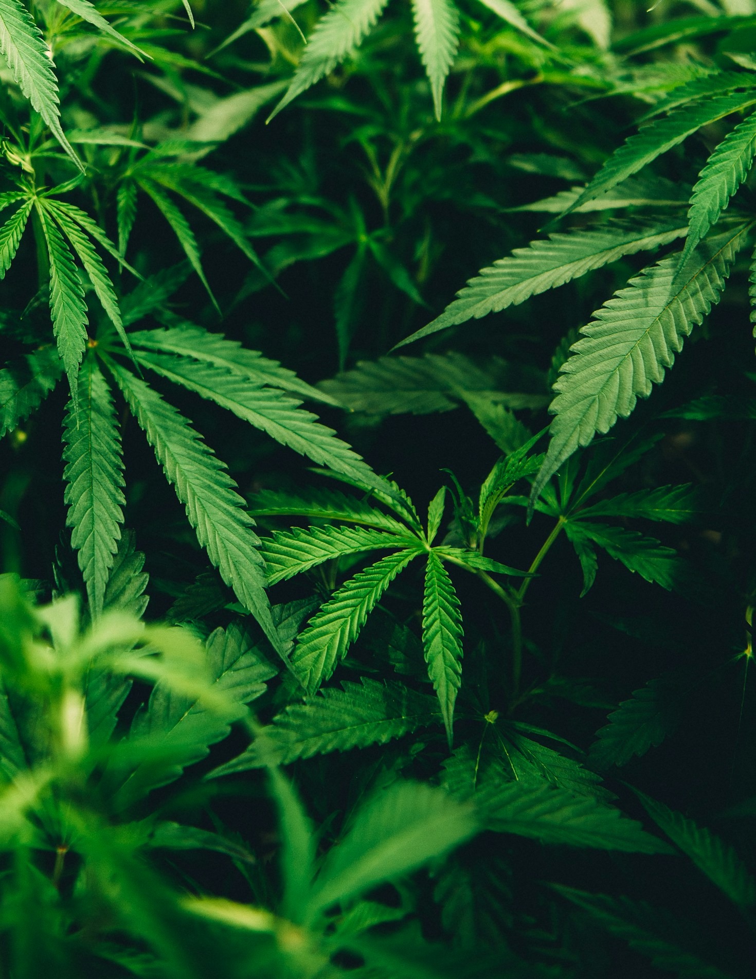 Top Business Trends in the Cannabis Sector