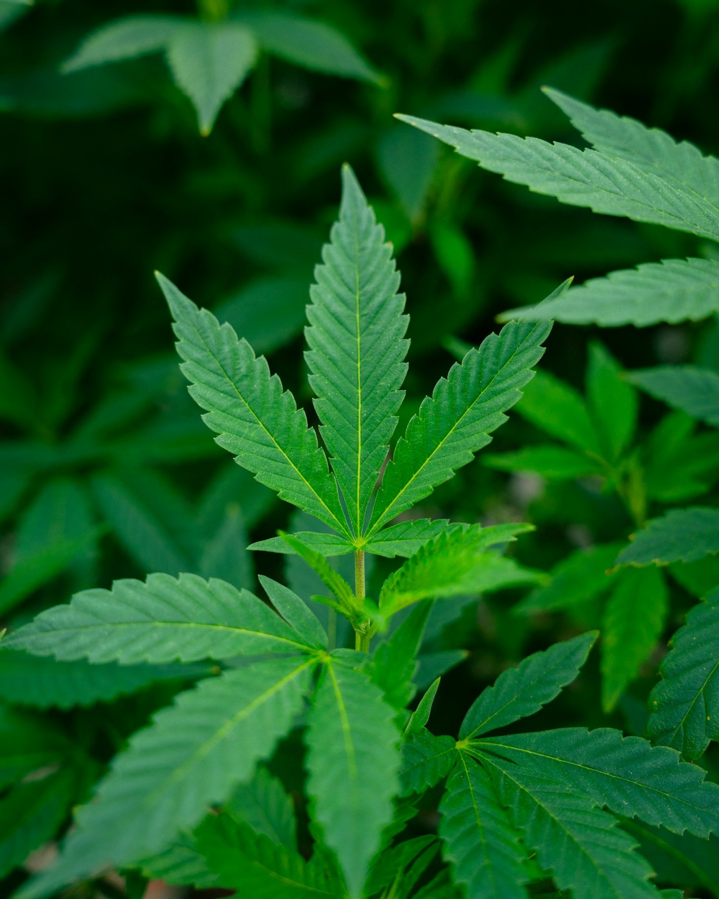 Exploring Emerging Markets in Cannabis Industry