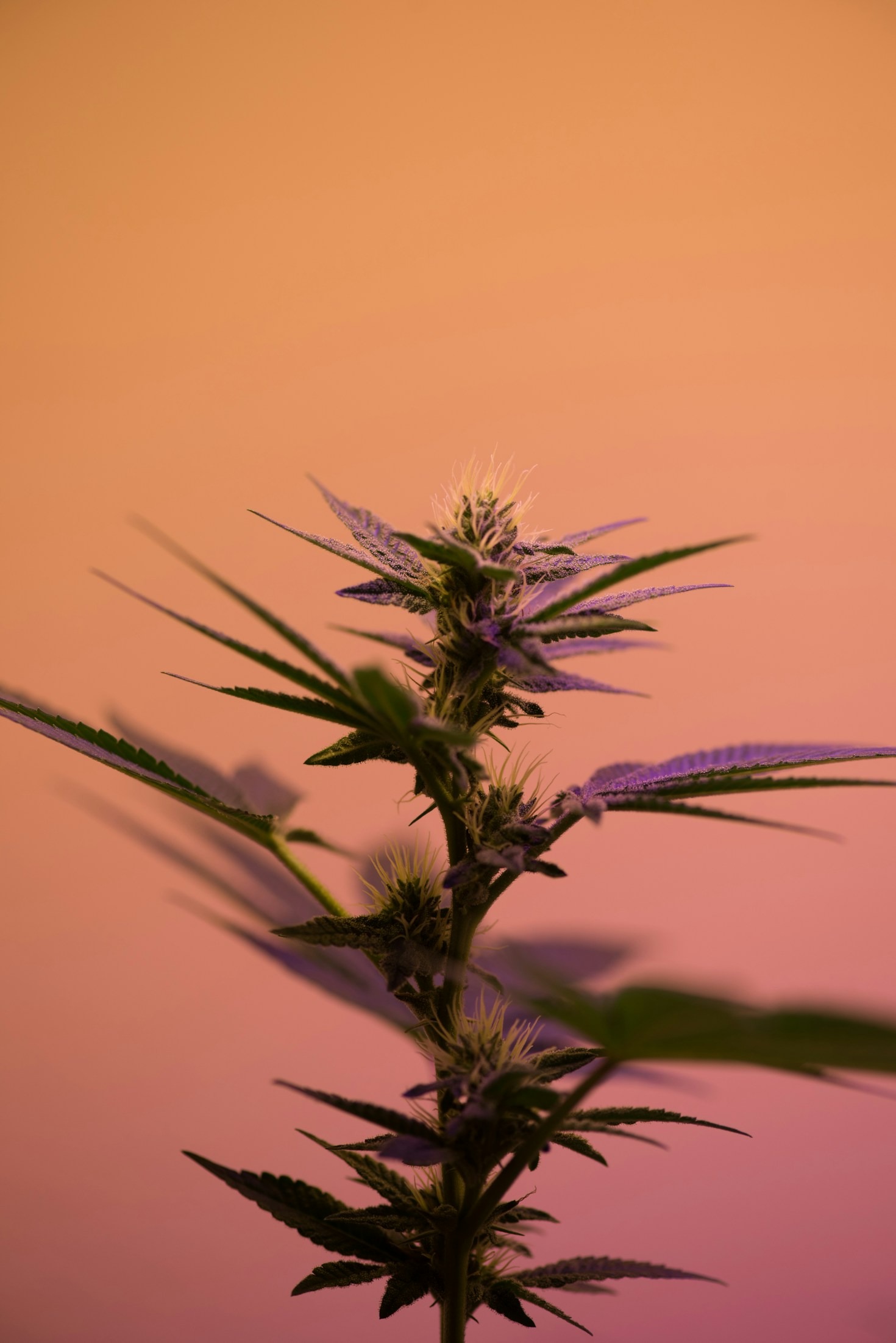 Navigating Legal Challenges in Cannabis Ventures
