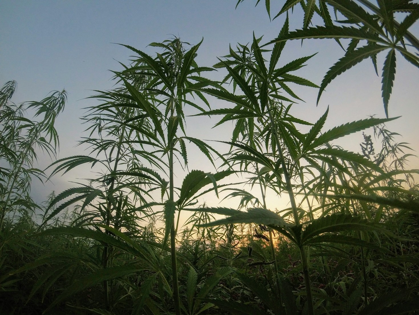 Expert Insights on the Cannabis Business Landscape